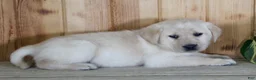 Labrador Retriever dogs for sale: Ziva - Ad 4