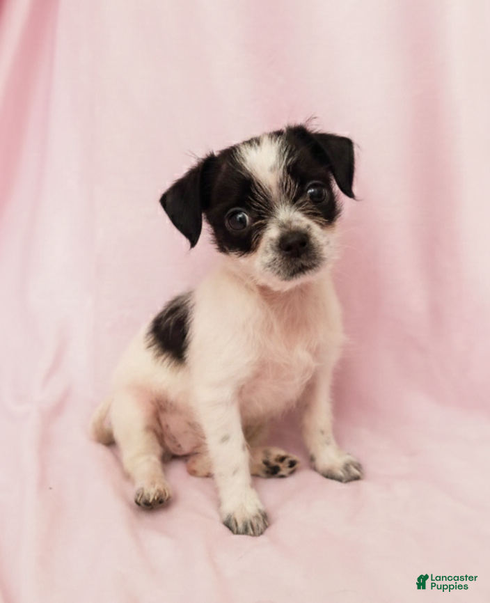 Mixed Breed dogs Daisy - Ad 32