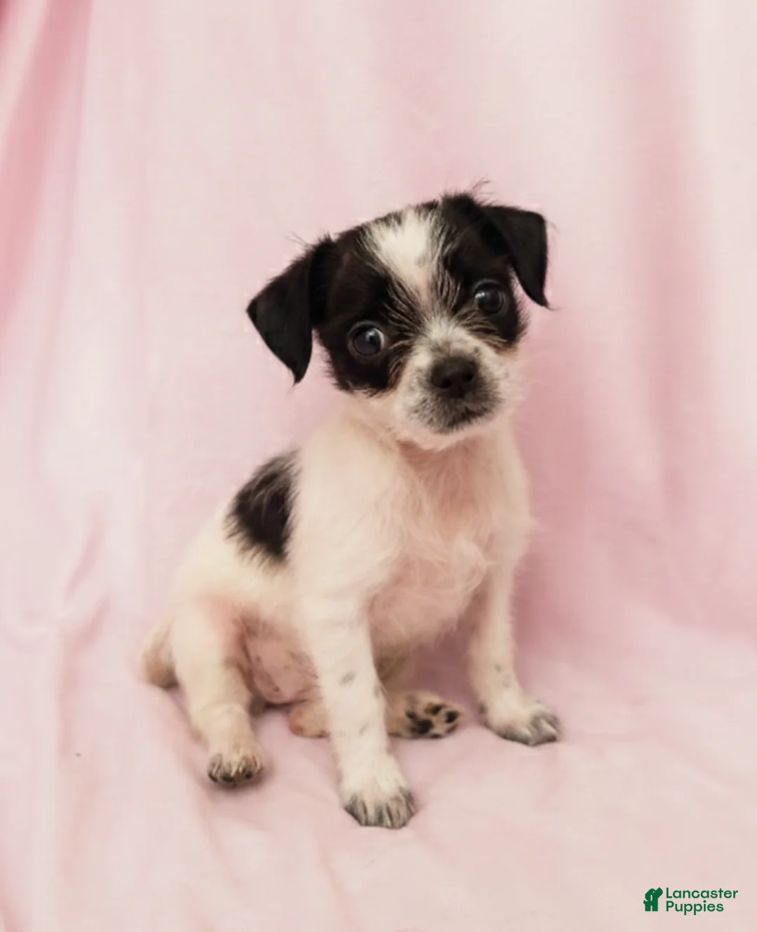 Mixed Breed dogs for sale: Daisy - Ad 1