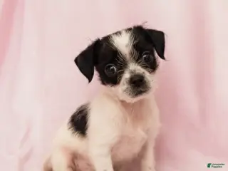 Mixed Breed dogs Daisy - Ad 32