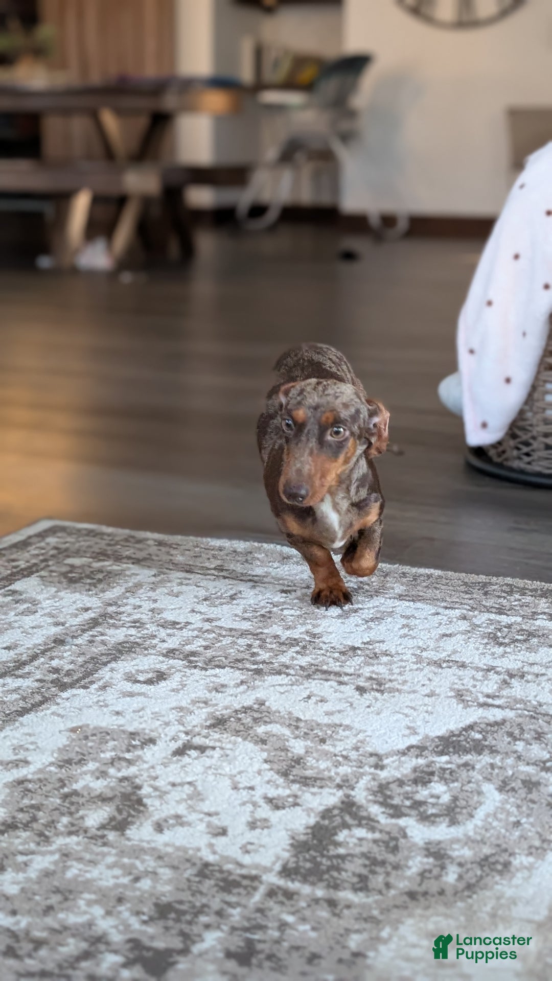 Miniature Dachshund dogs for sale: Iris - Ad 16
