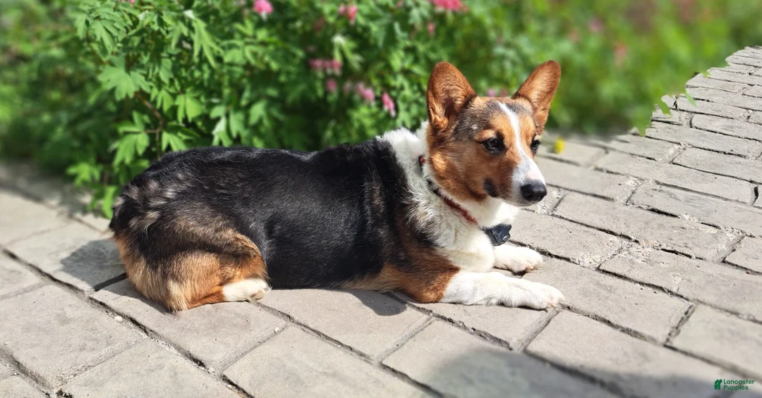 Welsh Corgi Pembroke dogs for sale: Welsh Corgi Pembroke, Jasmine - Ad 11