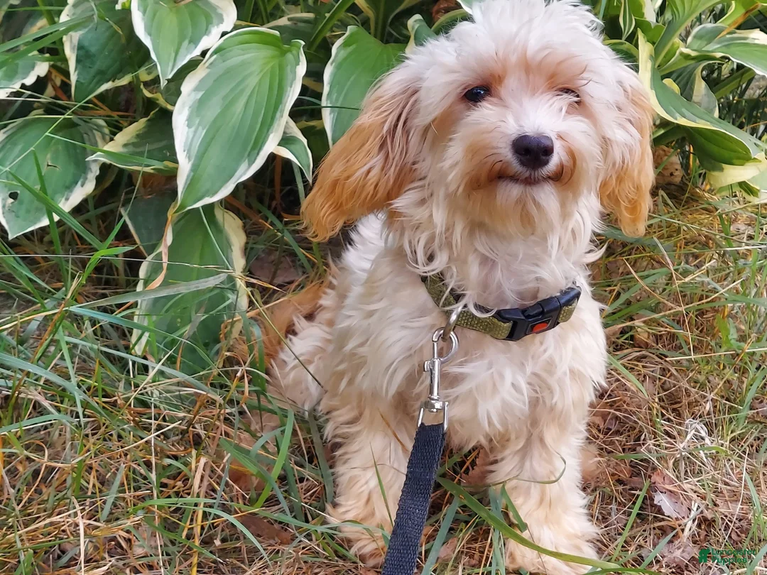 Maltipoo dogs for sale: Opalescent - Ad 5