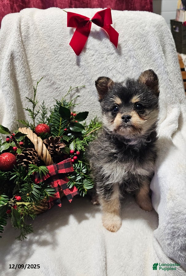 Mixed Breed dogs Lucy - Ad 33