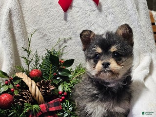 Mixed Breed dogs Lucy - Ad 4