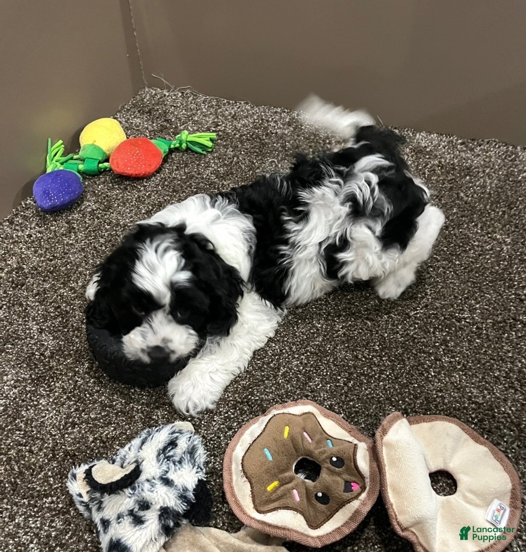 Cockapoo dogs for sale: Milo - Ad 1