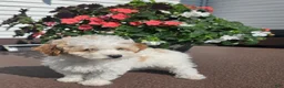 Miniature Poodle dogs for sale: Crystal - Ad 7