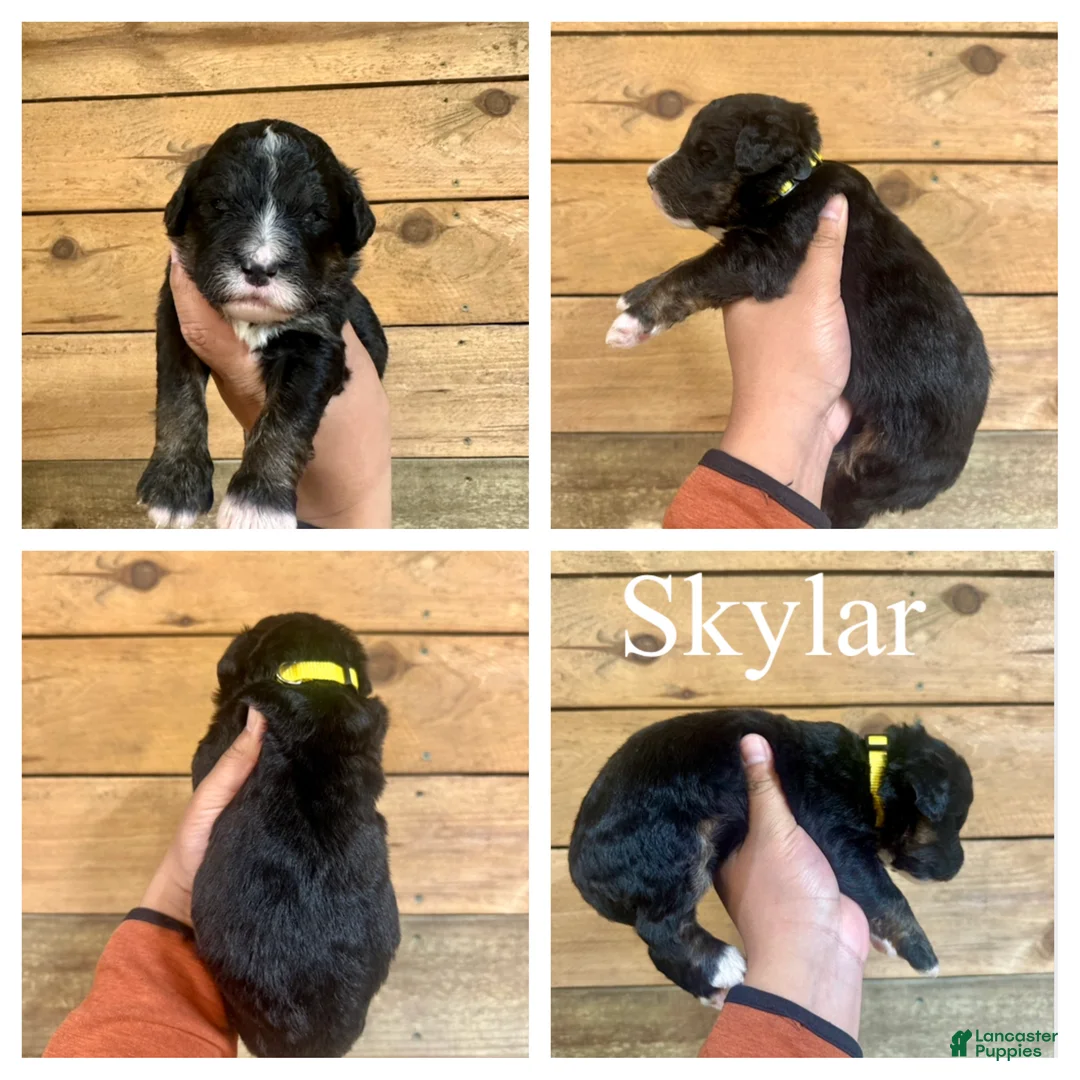Bernedoodle dogs for sale: Skylar- Standard F1 - Ad 1