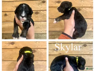 Bernedoodle dogs Skylar- Standard F1 - Ad 28