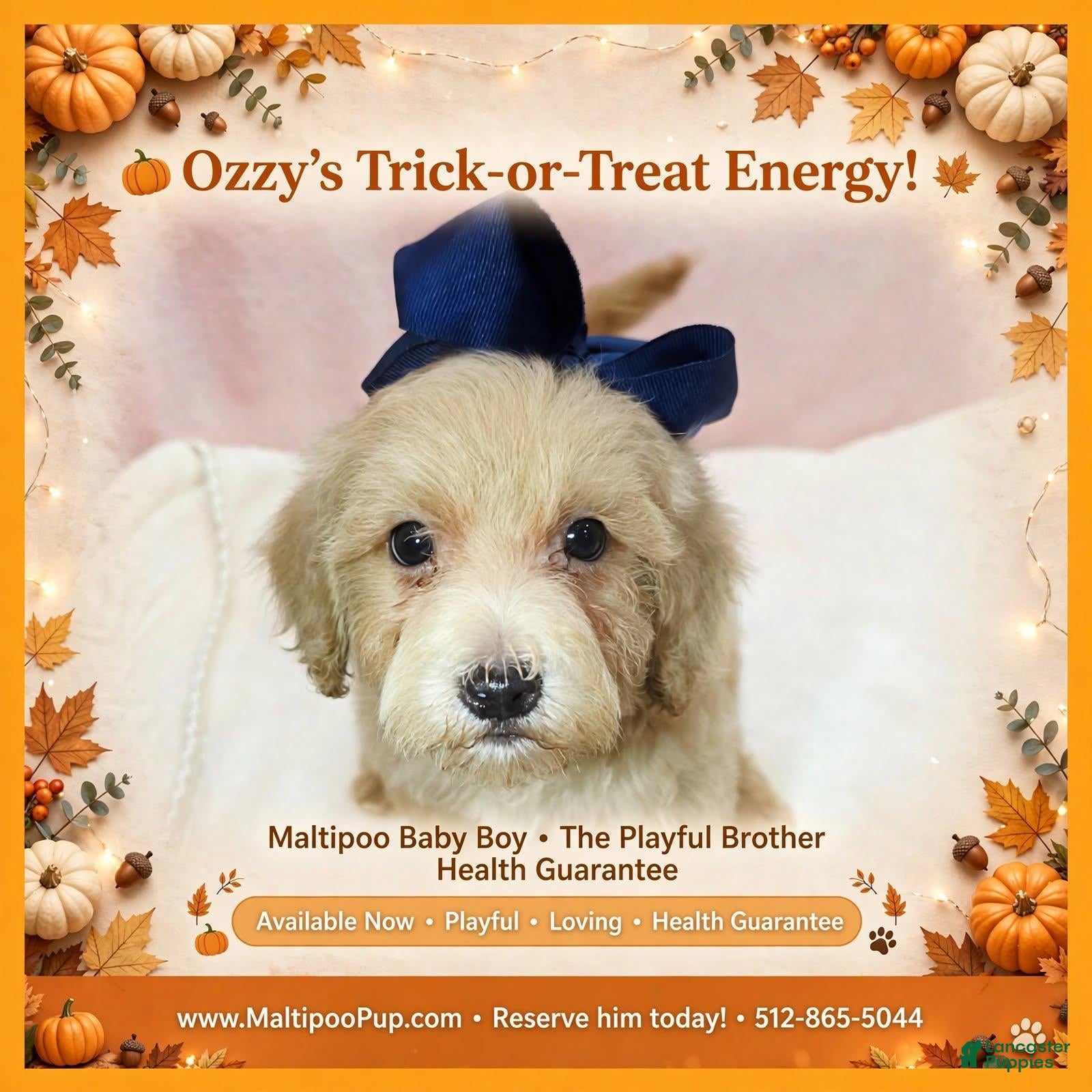 Maltipoo dogs Ozzy - Ad 23