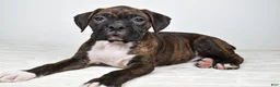 Boxer dogs for sale: Diesel - Ad 5
