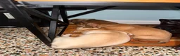 Mixed Breed dogs for sale: Hershey - Ad 11
