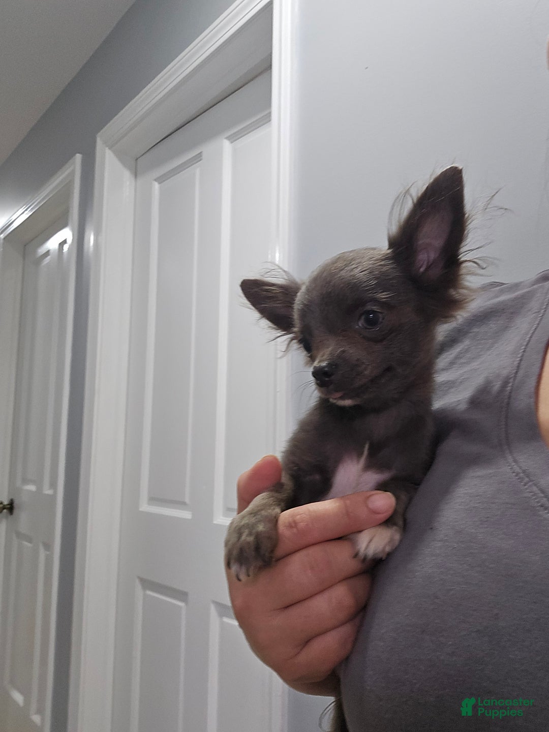Chihuahua dogs for sale: Rosco - Ad 2