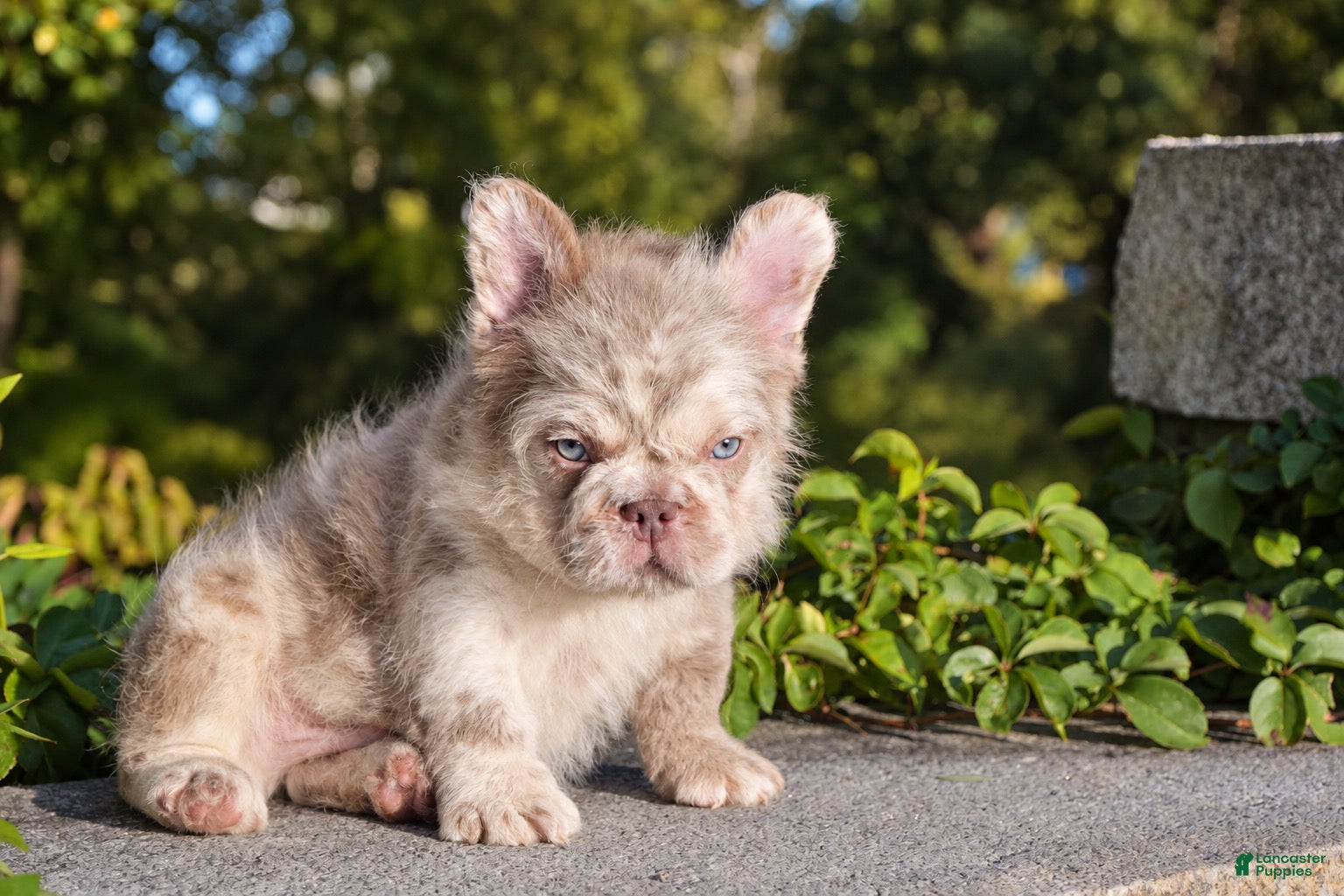 French Bulldog dogs O’CONNER Isabella Merle Floodle fluffy male  - Ad 2