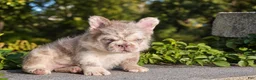 French Bulldog dogs for sale: O’CONNER Isabella Merle Floodle fluffy male  - Ad 2