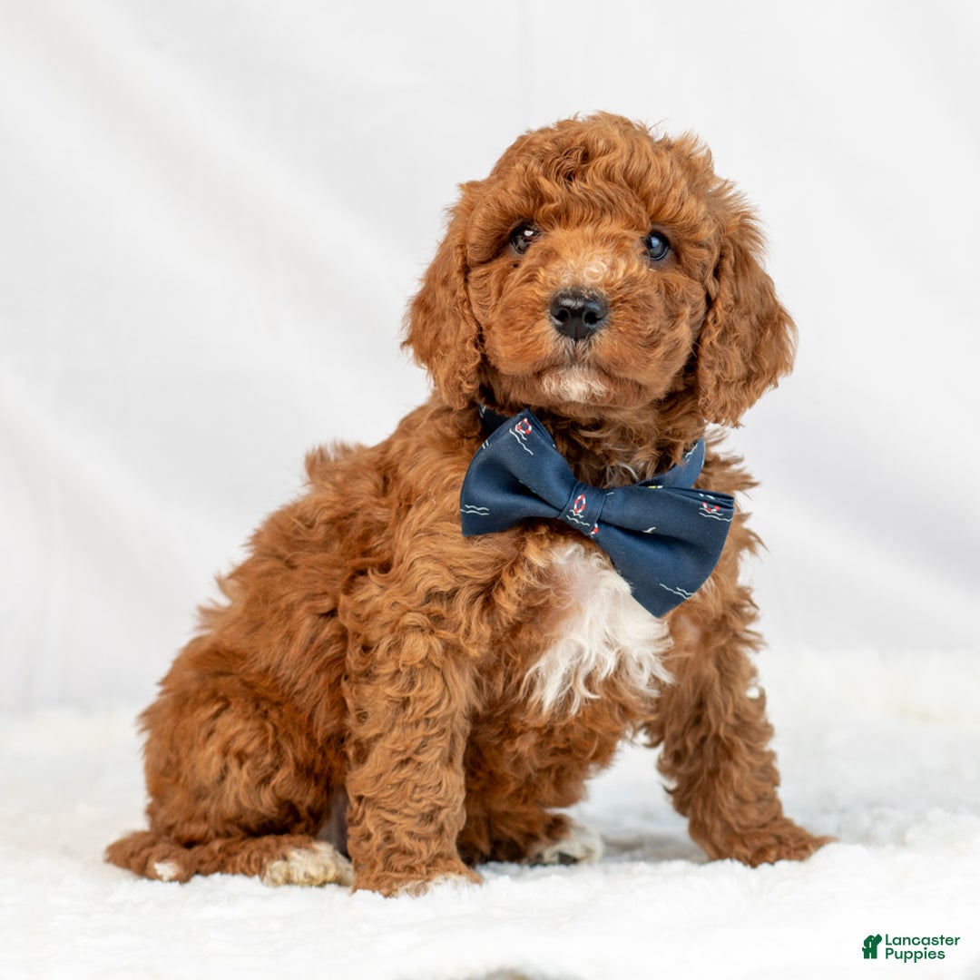 Mini Goldendoodle dogs for sale: Layton - Ad 2