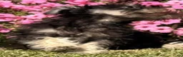 Miniature Schnauzer dogs for sale: Hailey - Ad 5