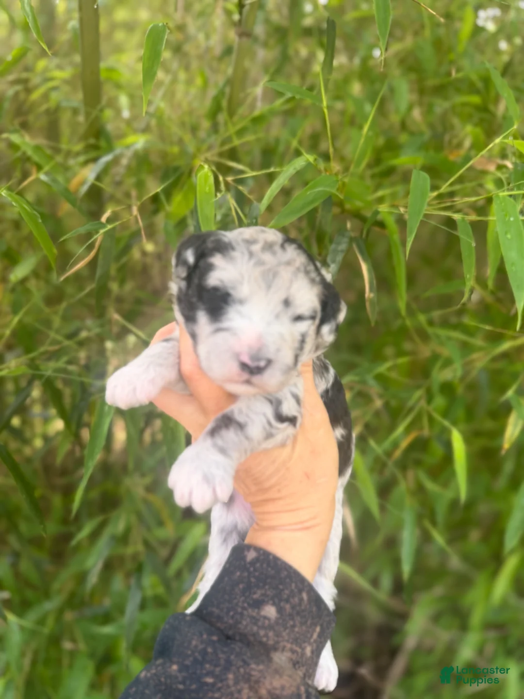 Aussiedoodle dogs for sale: Aussiedoodle Puppy 1 - Ad 1