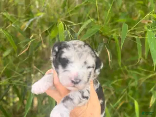 Aussiedoodle dogs Aussiedoodle Puppy 1 - Ad 22