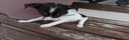 Toy Fox Terrier dogs for sale: Toy Fox Terrier 1 Trooper - Ad 3