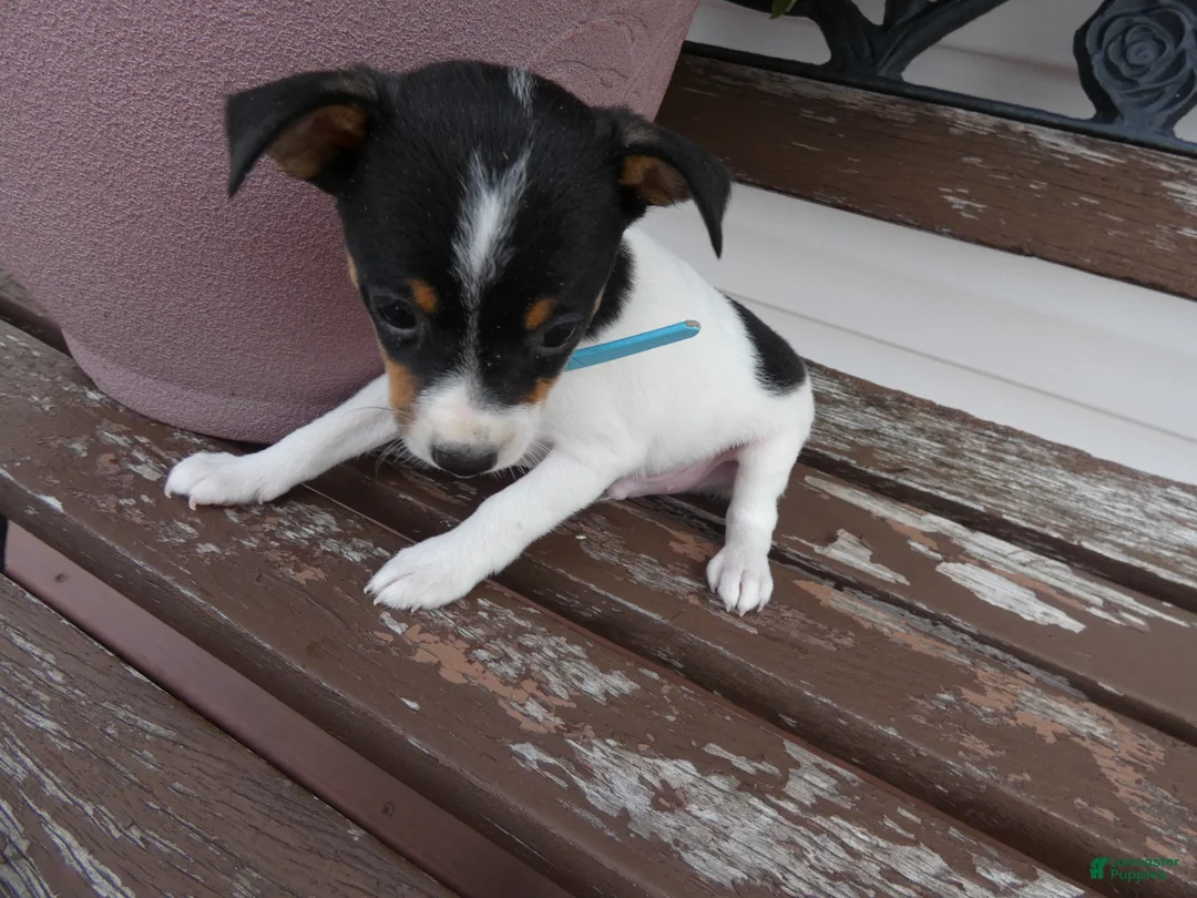 Toy Fox Terrier dogs for sale: Toy Fox Terrier 1 Trooper - Ad 3