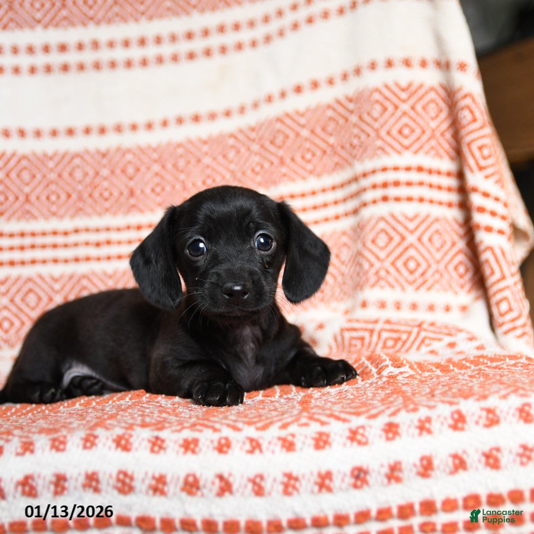Miniature Dachshund dogs for sale: Kassie - Ad 5