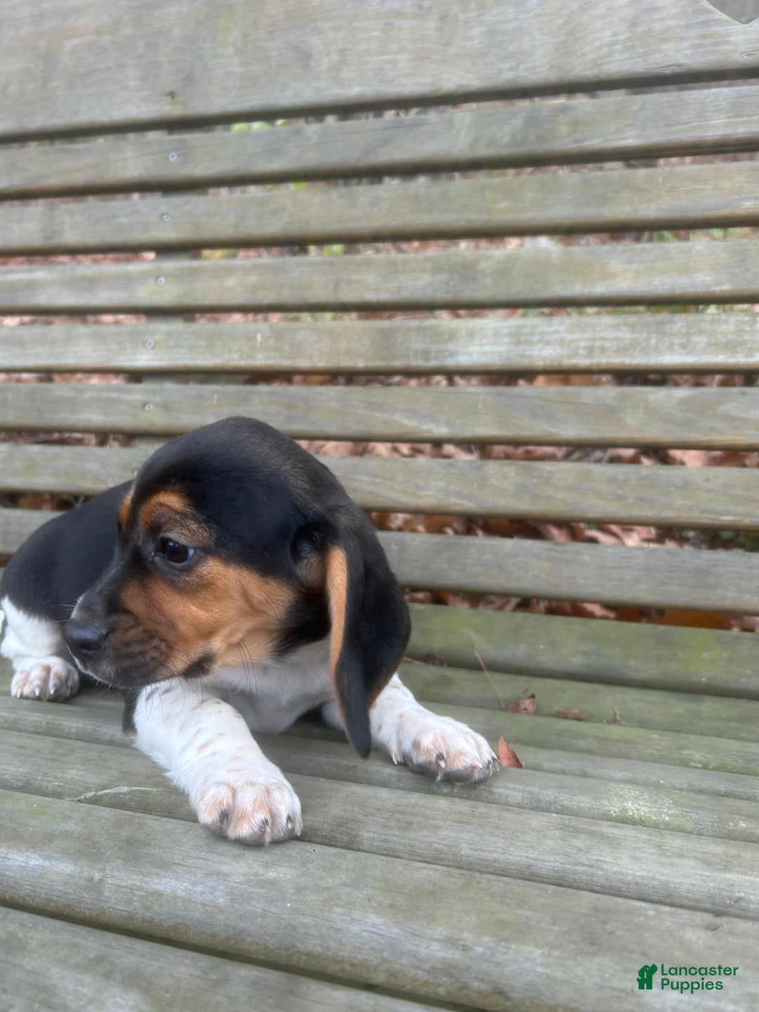 Beagle dogs for sale: Spots - Ad 3