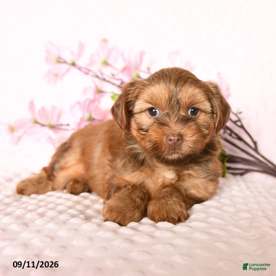 Yorkshire Terrier dogs Dreamcicle - Ad 2