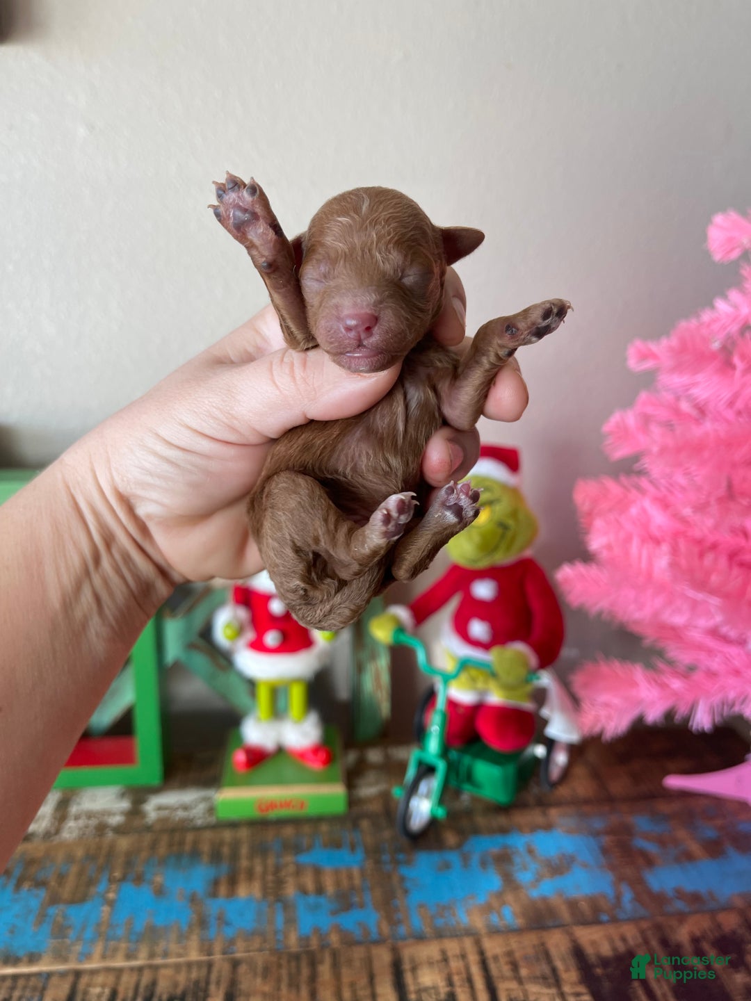 Toy Poodle dogs for sale: Akc Bred color Red Boy 2 - Ad 5