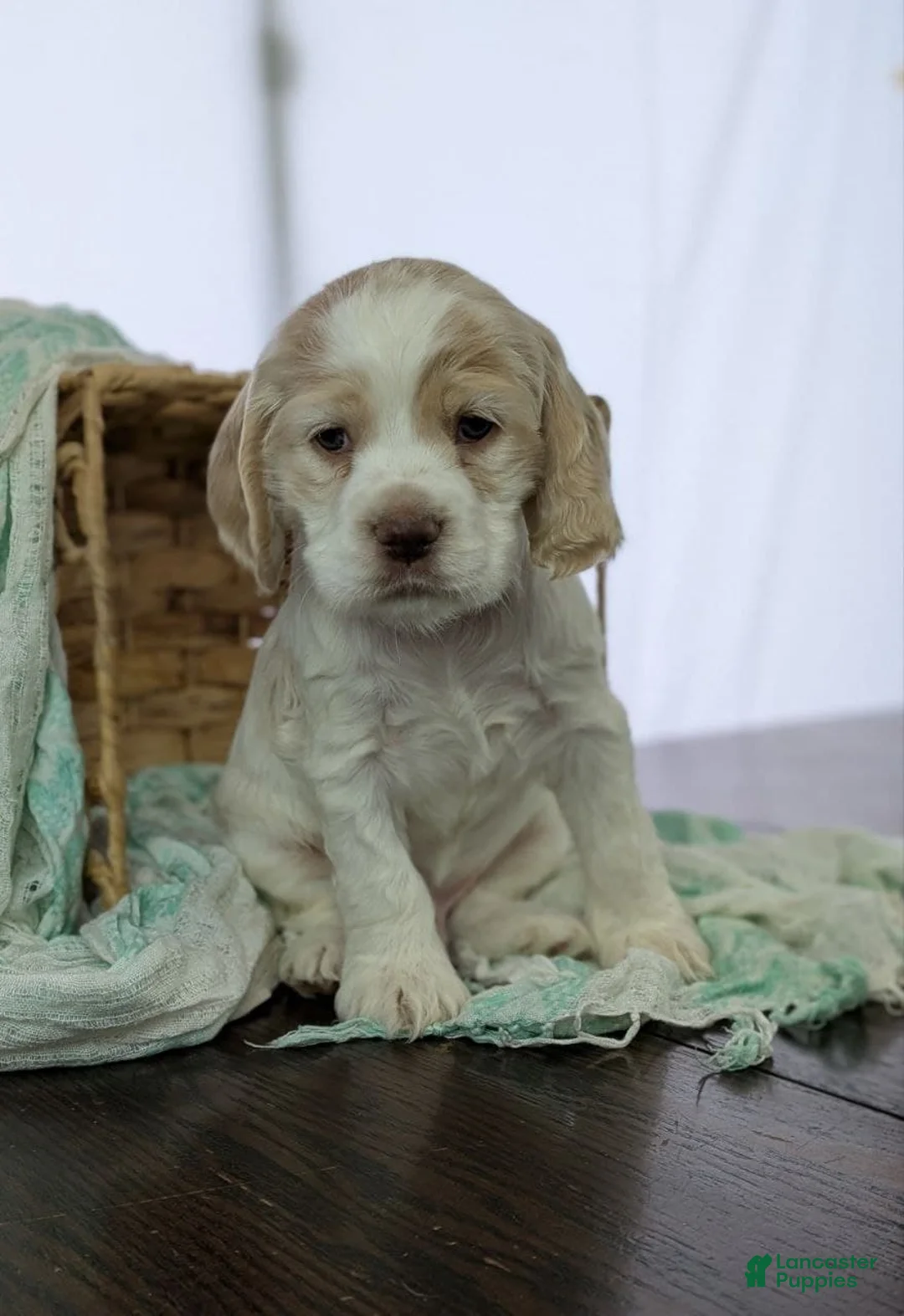 Cocker Spaniel dogs for sale: Cocker Spaniel Puppy 2 - Ad 6