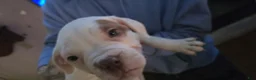 American Bulldog dogs for sale: American Bulldog 1 - Ad 20