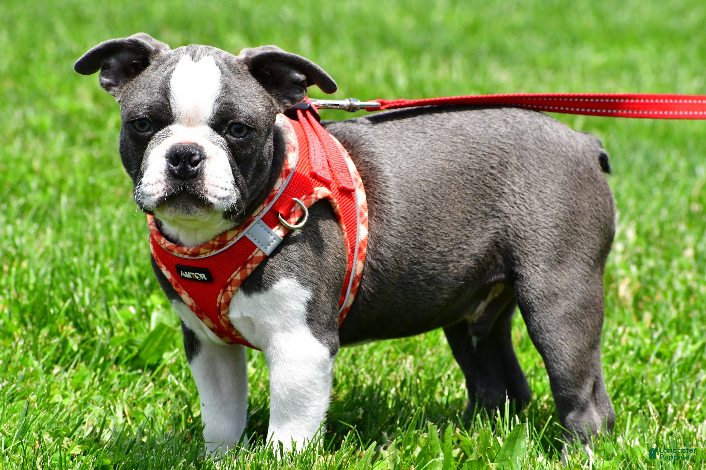 Mixed Breed dogs Logan - Ad 1