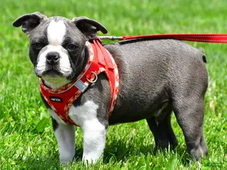 Mixed Breed dogs for sale: Logan - Ad 4