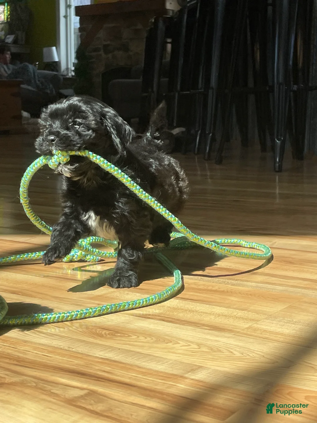 Mini Goldendoodle dogs for sale: Baxter - Ad 2