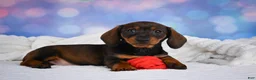 Miniature Dachshund dogs for sale: Millie - Ad 5