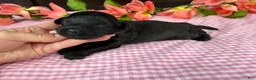 Havapoo dogs for sale: Havapoo 3 - Ad 3