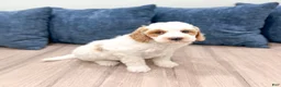 Mini Goldendoodle dogs for sale: Amber - Ad 3