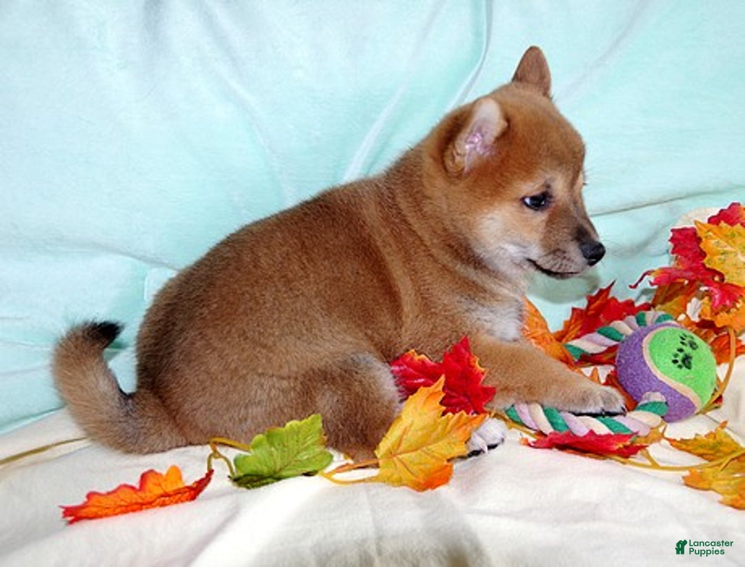 Shiba Inu dogs for sale: Shiba Inu Puppy 2 - Ad 3