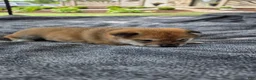 Shiba Inu dogs for sale: Crosby - Ad 15