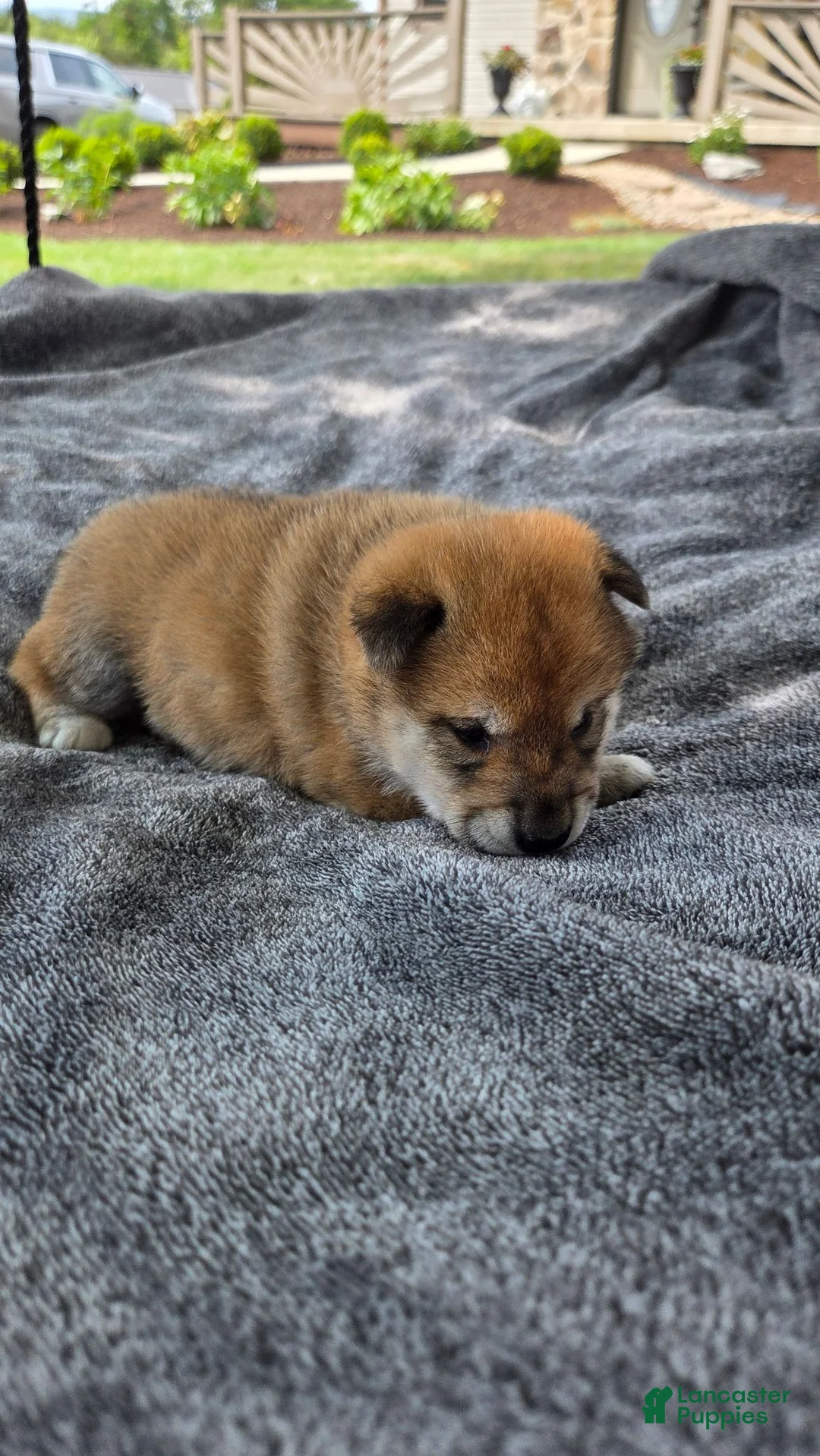 Shiba Inu dogs for sale: Crosby - Ad 15