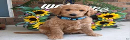 Goldendoodle dogs for sale: Rudy - Ad 1