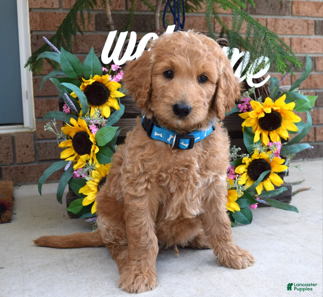 Goldendoodle dogs for sale: Rudy - Ad 1