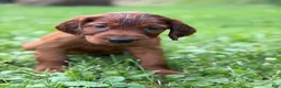 Irish Setter dogs for sale: Purple collar  - Ad 2