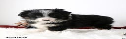Miniature Australian Shepherd dogs for sale: Ribbon - Ad 2