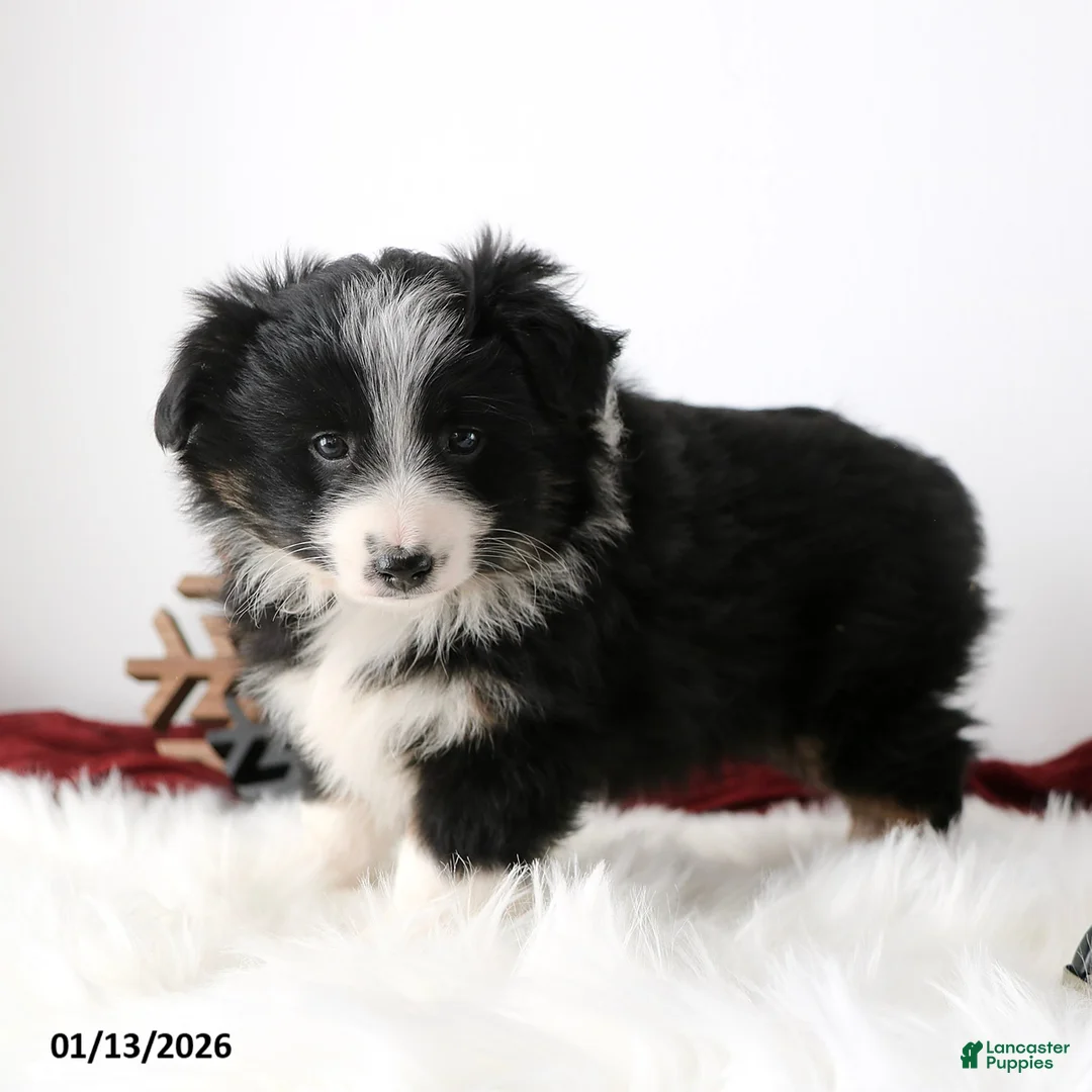 Miniature Australian Shepherd dogs for sale: Ribbon - Ad 2