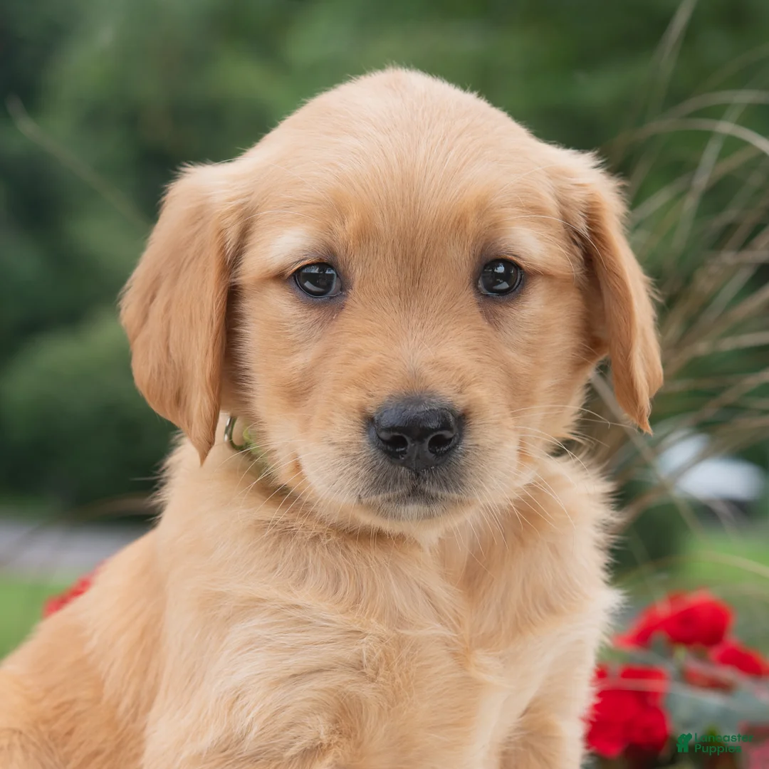 Golden Retriever dogs for sale: Hazel  - Ad 1