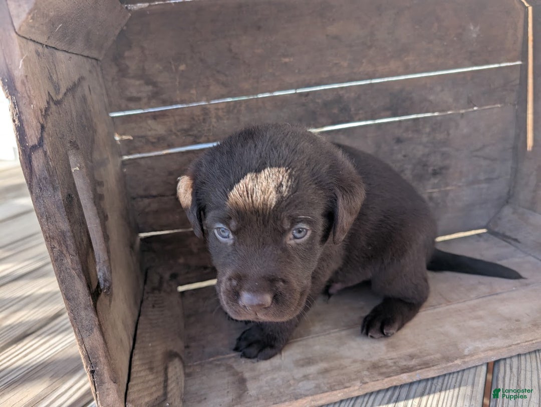 Labrador Retriever dogs for sale: Moose - Ad 4