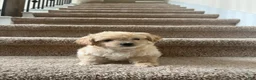 Maltipoo dogs for sale: Maltipoo Puppy 1 - Ad 2