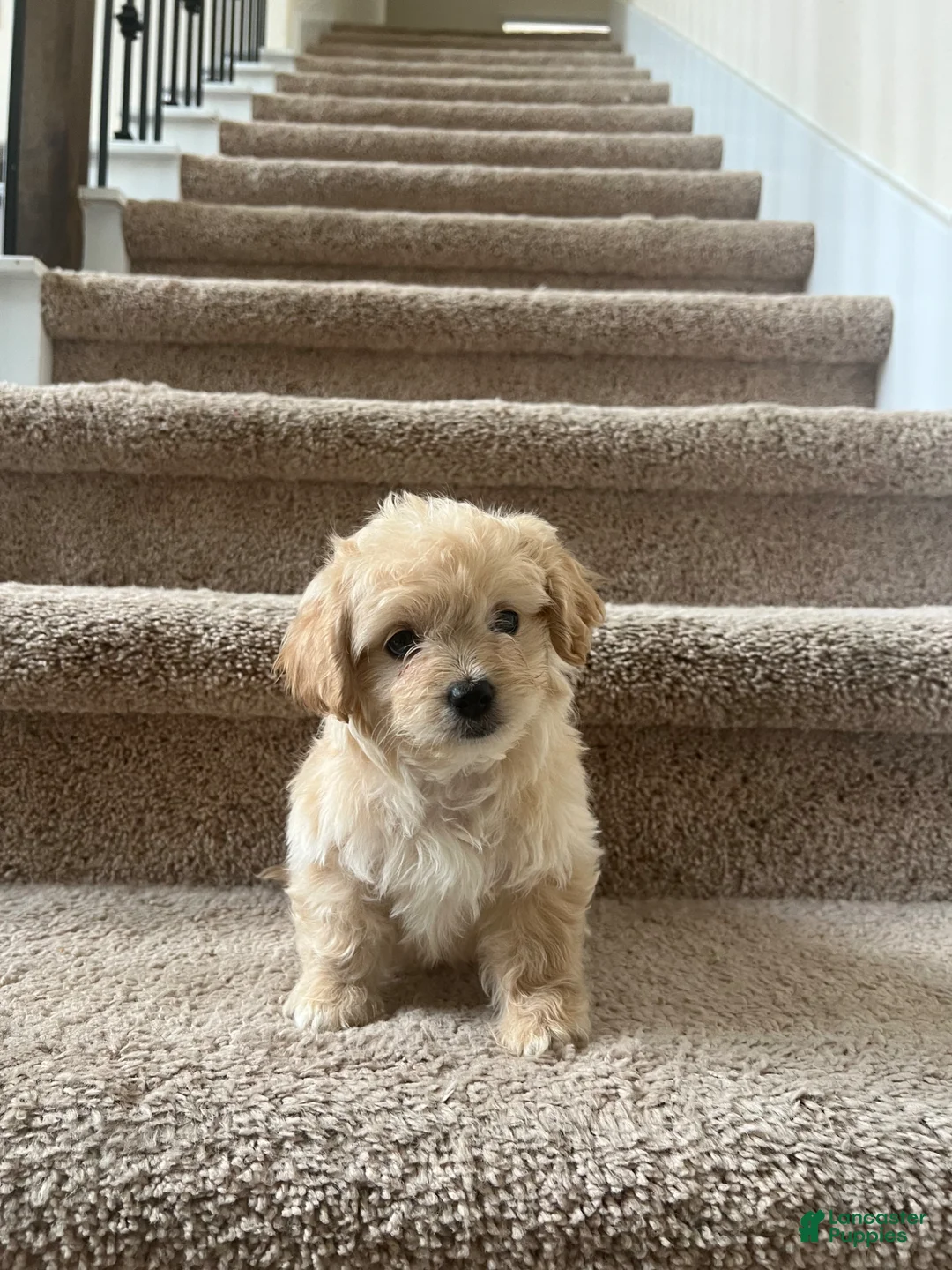 Maltipoo dogs for sale: Maltipoo Puppy 1 - Ad 2