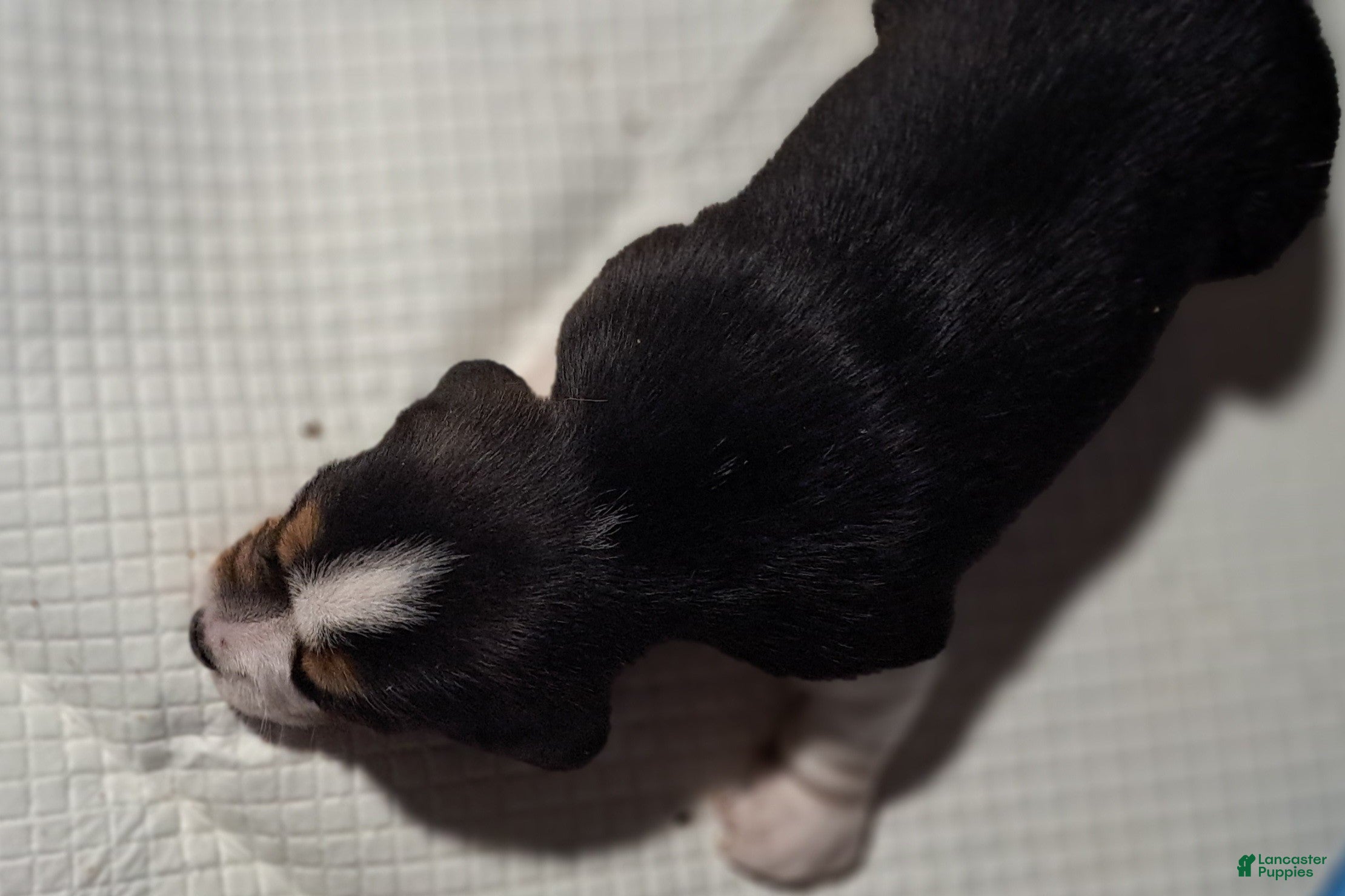 Beagle dogs Beagle Puppy 2 - AKC Registrable. - Ad 2